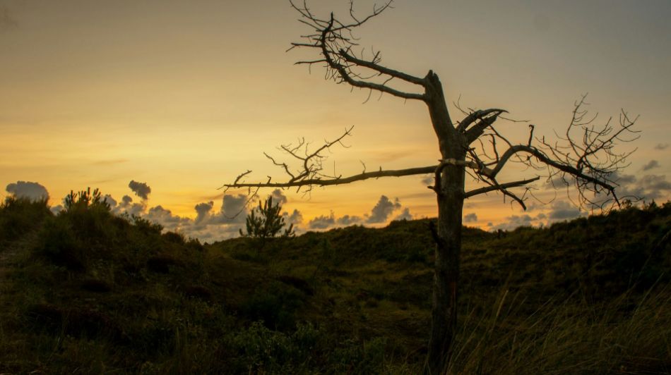 Mort des arbres : voici ce qui se passe